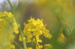菜の花