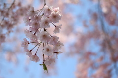 八重咲きのしだれ桜＾＾