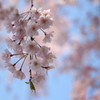八重咲きのしだれ桜＾＾
