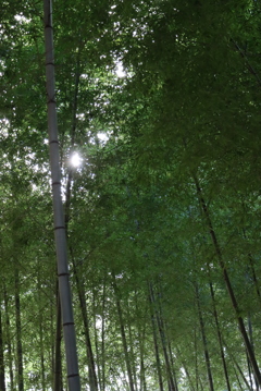 公園の竹林①