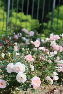 薔薇④