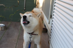 朝のひととき④