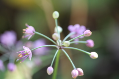 ラッキョウの花