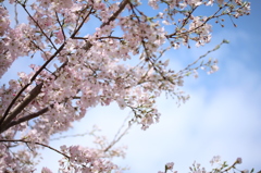桜さん♪ありがとう・・・