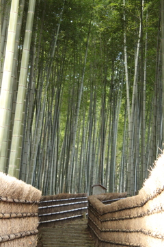 化野念仏寺の竹林