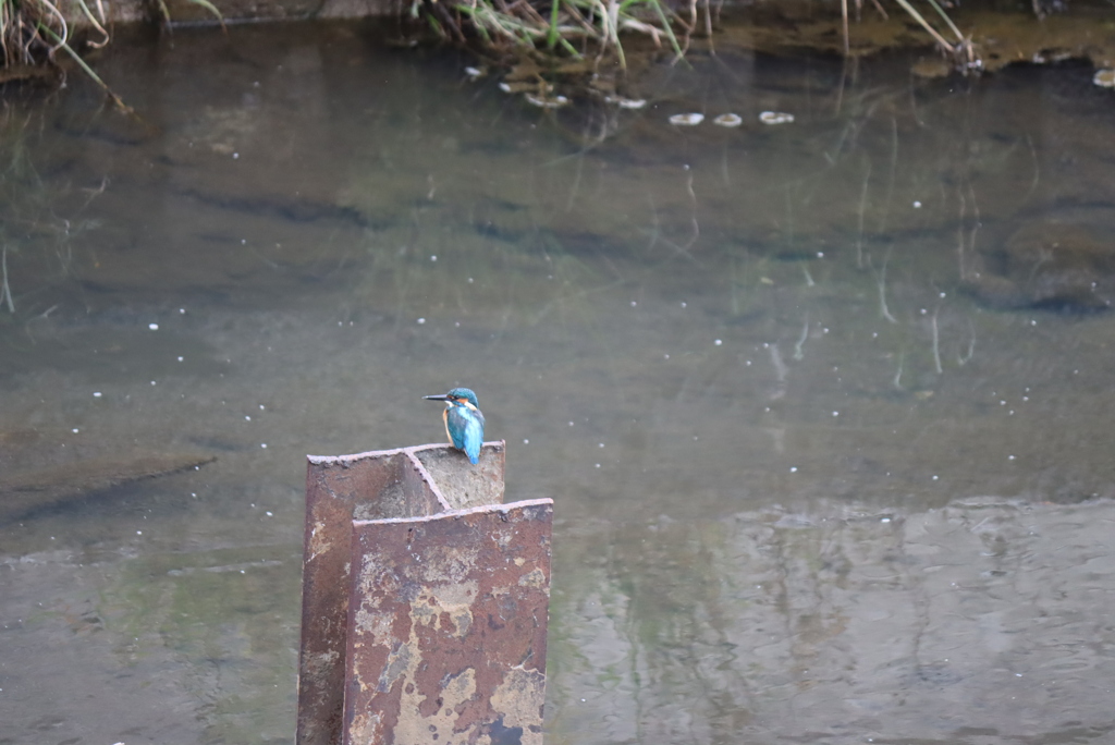 カワセミ①