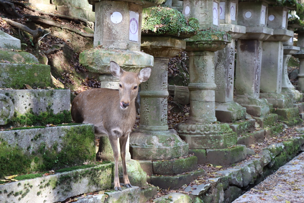 ぼっちなシカさん