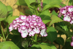 紫陽花＾＾