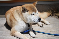 綿毛に負けないふわふわなハル