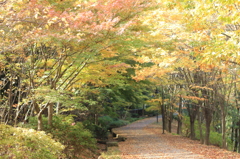 犬との散歩コース