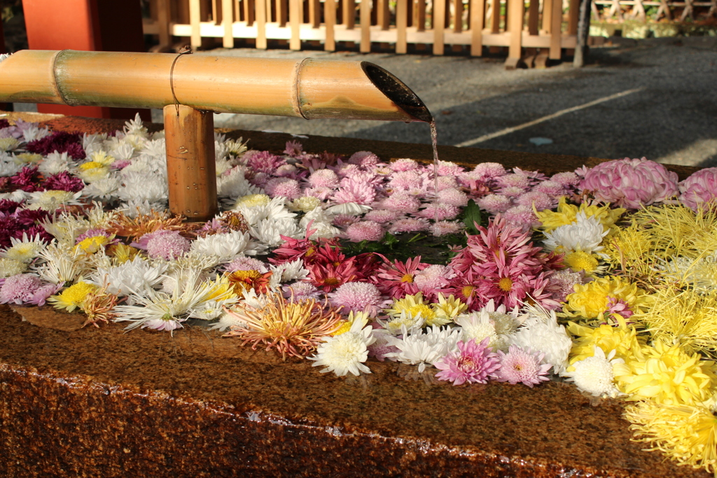 鶴岡八幡宮①