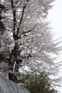 神社の桜②