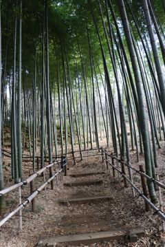 公園の竹林②
