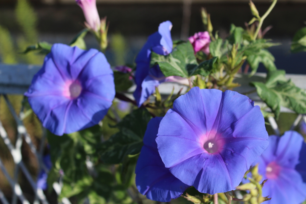 夏のお花もがんばってます＾＾