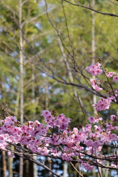 公園の桜