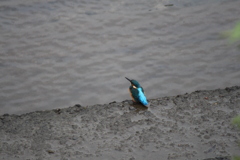 今朝もカワセミ＾＾