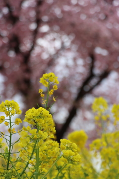 菜の花畑①