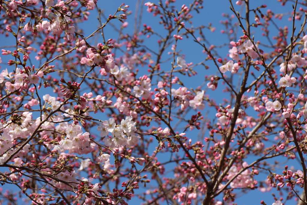 ヨコハマヒザクラ（横浜緋桜）③