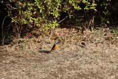 ジョウビタキですか・・？
