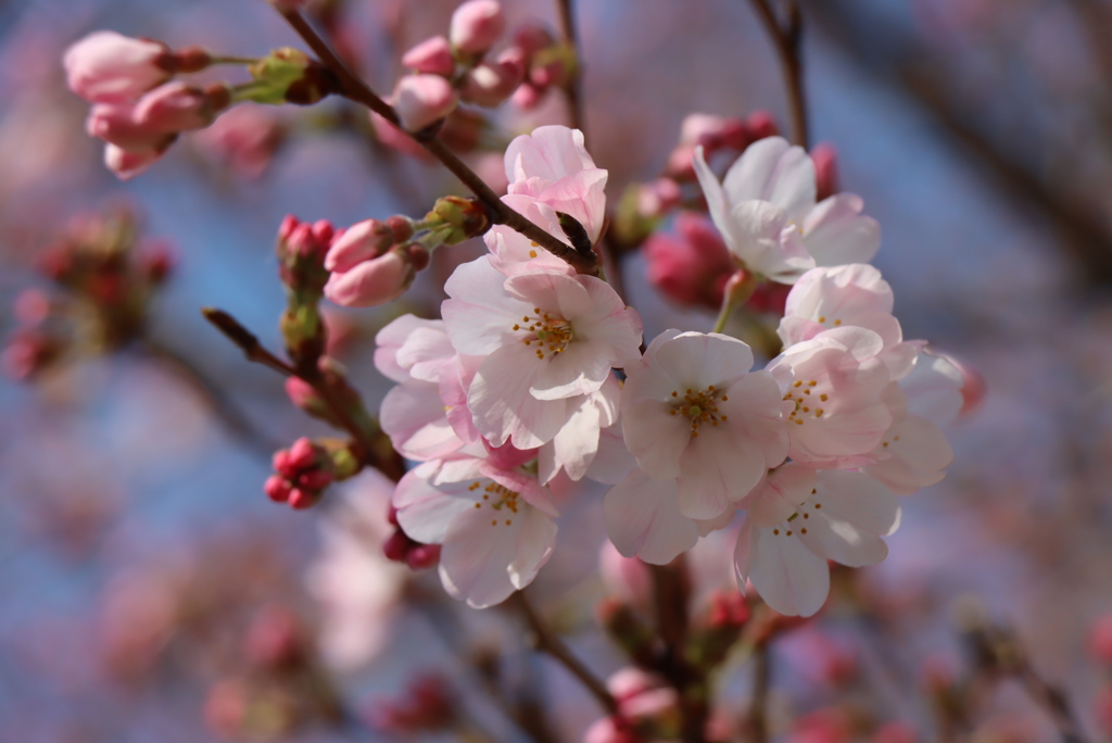 ヨコハマヒザクラ（横浜緋桜）①