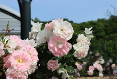 薔薇③