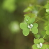 今日は雨・・・