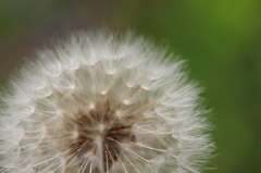 ふわふわり・・