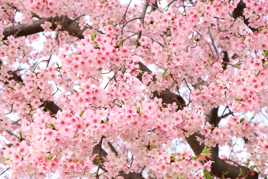 満開