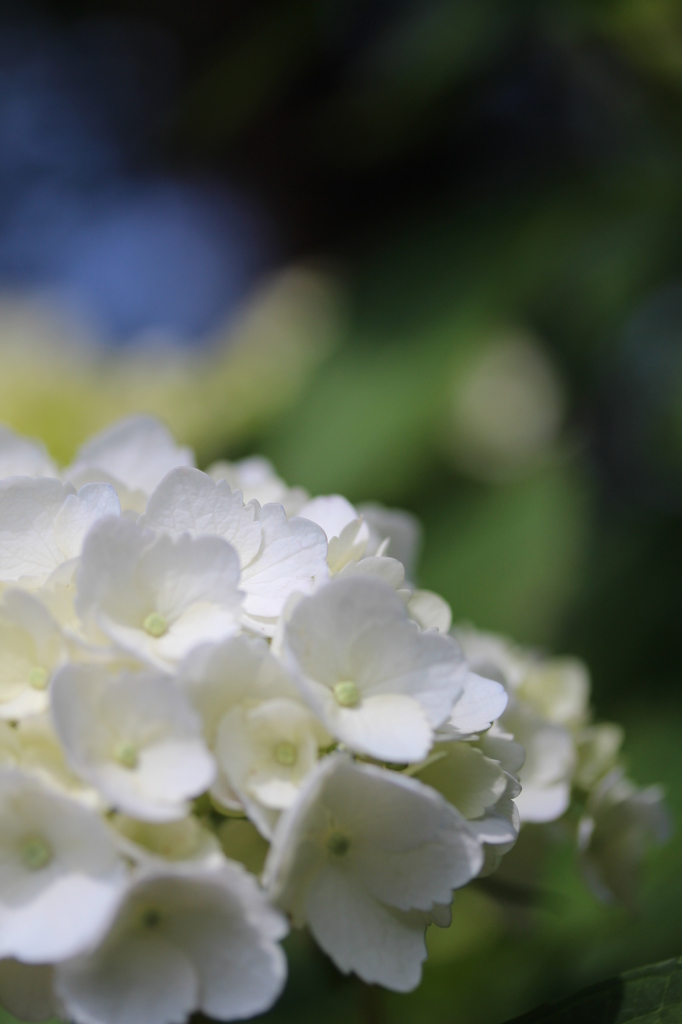 白い紫陽花もいいね②