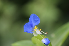 夏のなごり・・・