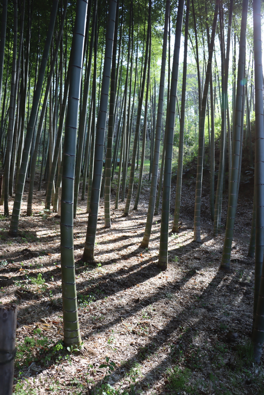 竹林②
