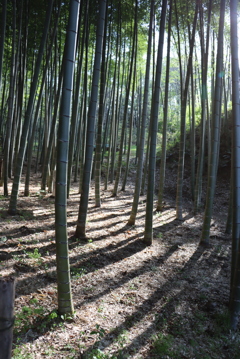 竹林②