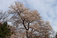 大きな桜