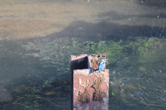 カワセミ②