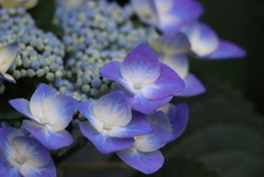 雨上がりの紫陽花①