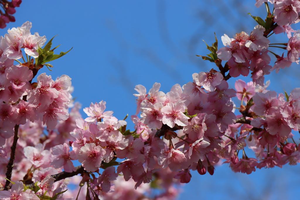 河津桜①