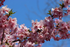 河津桜①