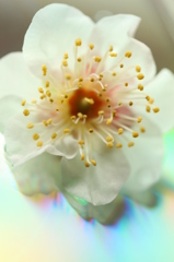 白梅④