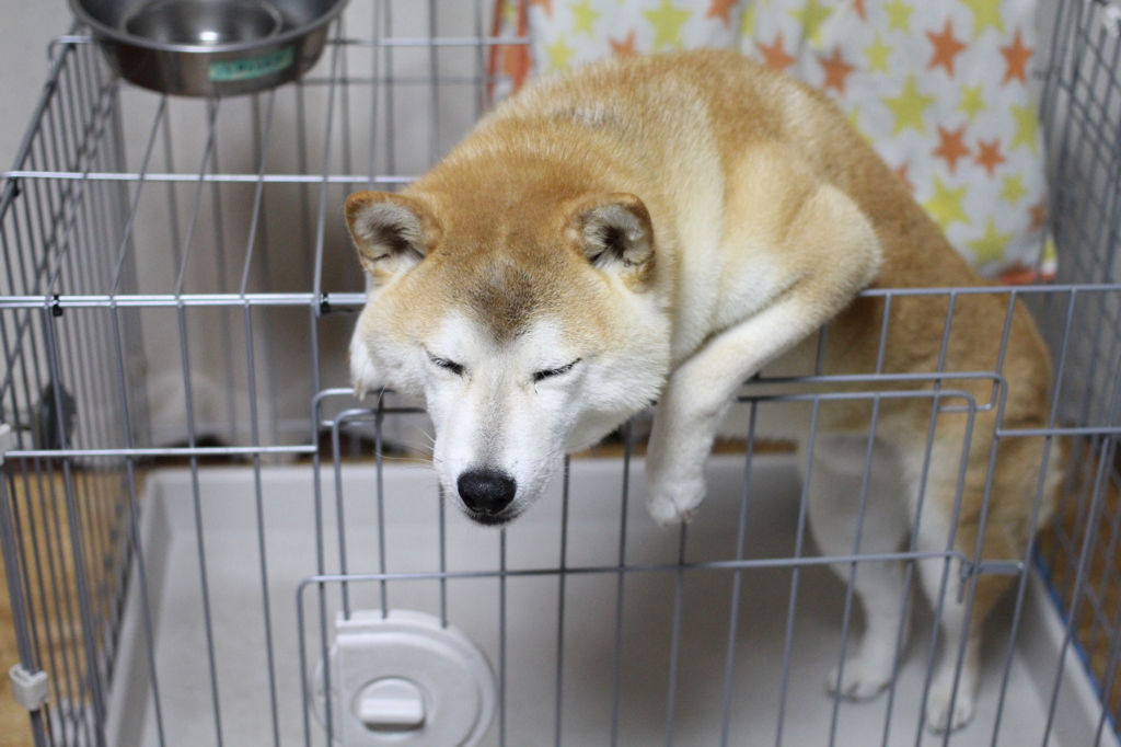 でもたまに・・・・寝てしまうときも・・