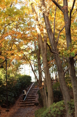遊歩道の紅葉①