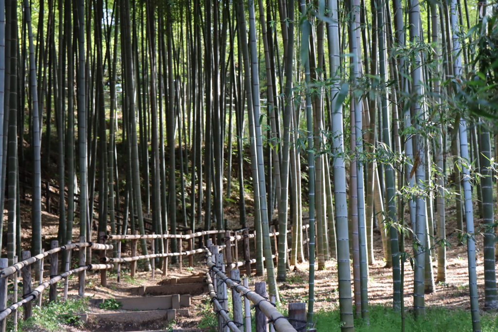 竹林③
