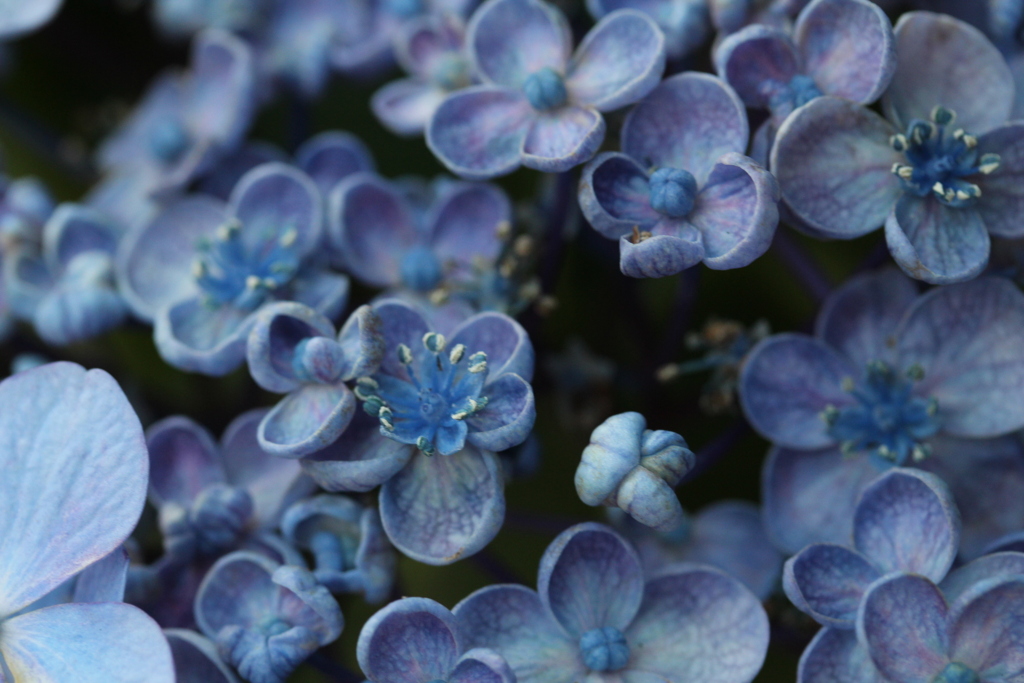 お花の中にお花が咲いた。