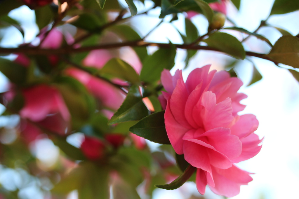 山茶花