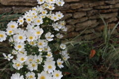 シュウメイギク