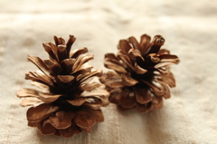 散歩で見つけたよ＾＾