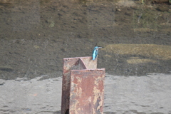 カワセミ