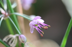 ラッキョウの花