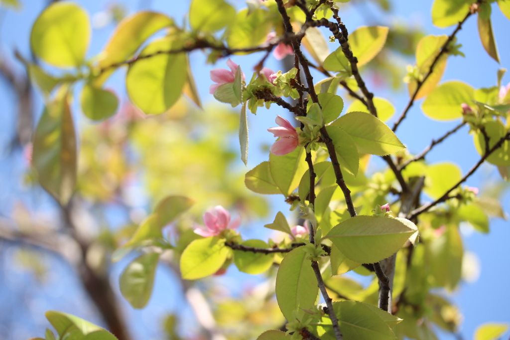 庭のかりんの花が咲いてました＾＾
