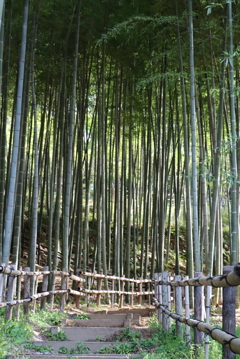 竹林①