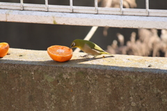 めじろ
